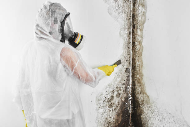 Best Affordable Mold Removal  in Essex Village, CT