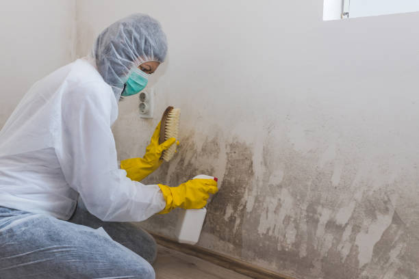 Best Mold Damage Repair  in Essex Village, CT