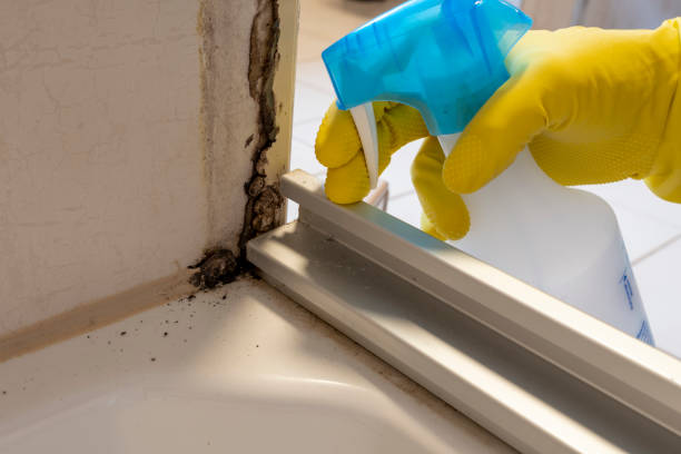 Home Mold Removal in Essex Village, CT