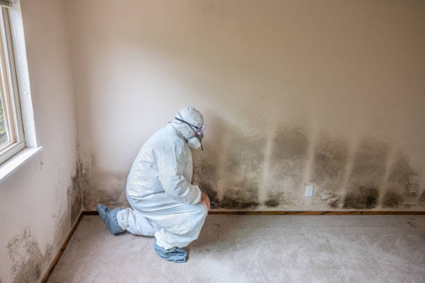 Best Crawl Space Mold Removal  in Essex Village, CT